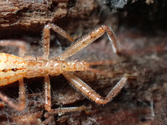 Rocconota annulicornis