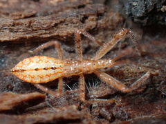 Rocconota annulicornis