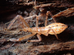 Rocconota annulicornis