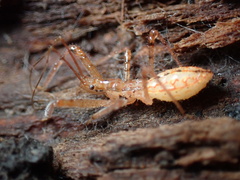 Rocconota annulicornis