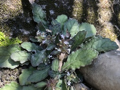 Ajuga taiwanensis