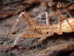 Rocconota annulicornis