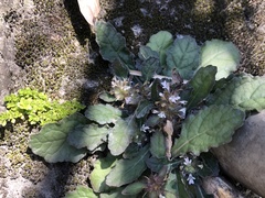 Ajuga taiwanensis