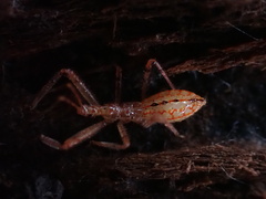 Rocconota annulicornis