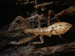 Rocconota annulicornis