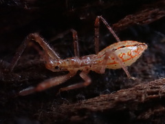 Rocconota annulicornis