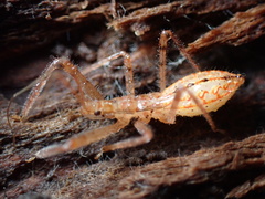 Rocconota annulicornis