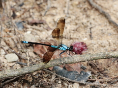 Diphlebia euphoeoides