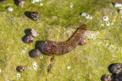 Apletodon dentatus