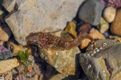 Apletodon dentatus