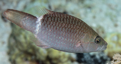 Ringtail Maori Wrasse photo 4