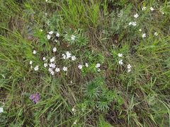 Silene linnaeana