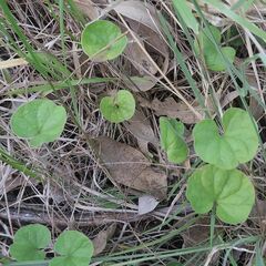 Dichondra repens