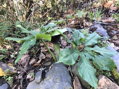 Arisaema ilanense
