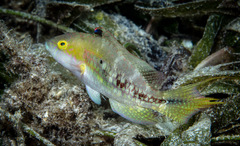 Oxycheilinus bimaculatus