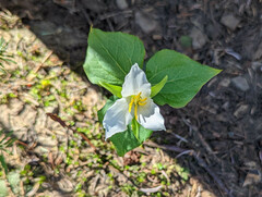Trillium ovatum ovatum