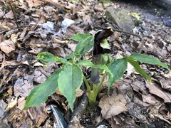 Arisaema ilanense