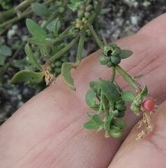 Chenopodium nutans nutans