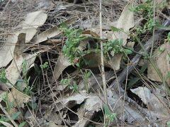 Chenopodium nutans nutans