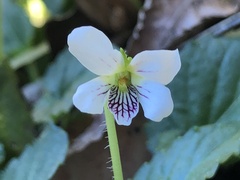 Viola adenothrix