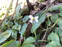 Viola adenothrix