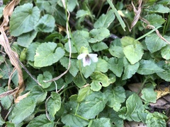 Viola adenothrix