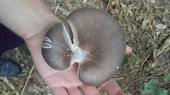 Pleurotus australis
