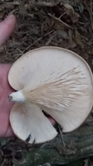 Pleurotus australis
