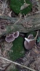 Pleurotus australis