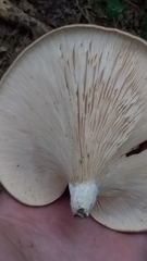 Pleurotus australis
