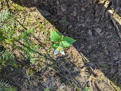 Trillium ovatum ovatum