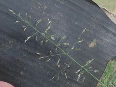 Eragrostis leptostachya