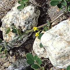 Acmispon maritimus brevivexillus