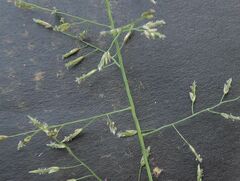 Eragrostis leptostachya