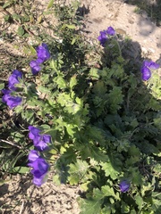 Phacelia patuliflora