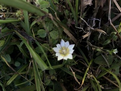 Gentiana flavomaculata