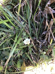 Gentiana flavomaculata