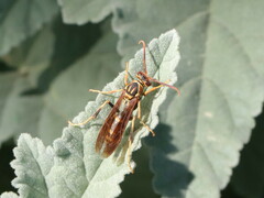 Polistes lineonotus