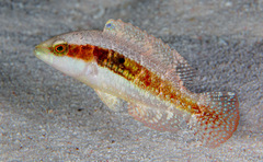 Oxycheilinus bimaculatus