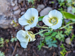 Calochortus subalpinus