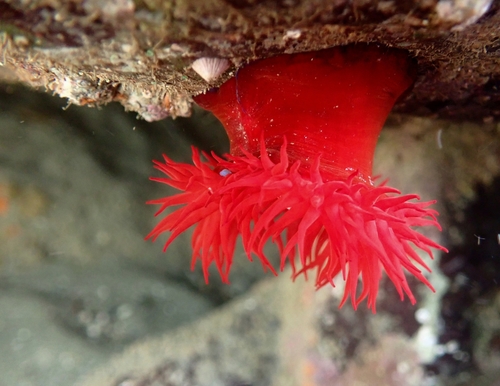 Mediterranean Beadlet Anemone, photo 2 of 9
