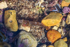 Apletodon dentatus