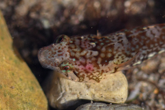 Apletodon dentatus