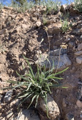 Plantago ovata