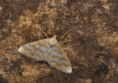 Idaea sericeata