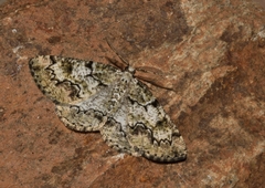 Cleorodes lichenaria