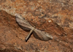 Idaea attenuaria