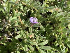 Astragalus nuttallianus