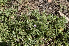 Astragalus nuttallianus