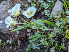 Calochortus subalpinus